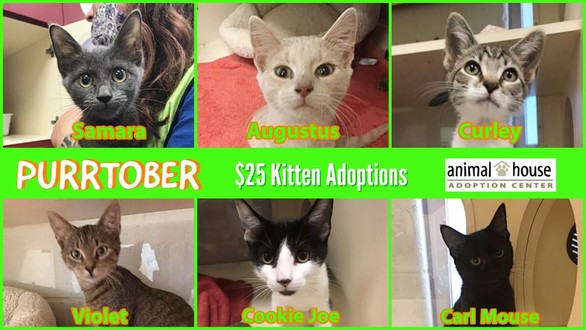 purrtober