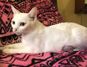 Juniper the chatty cat