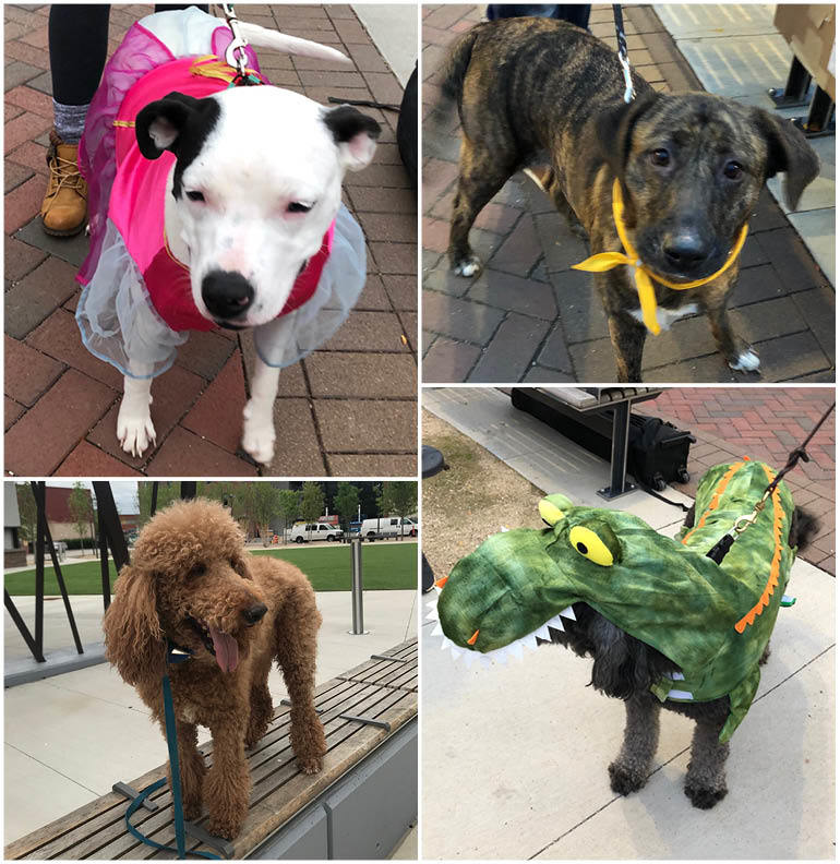 Dog Collage