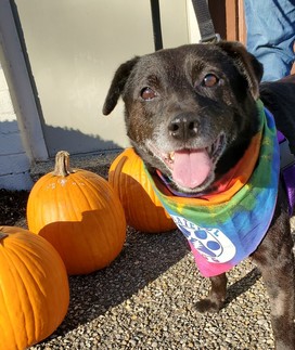 Chop Chop the elder dog