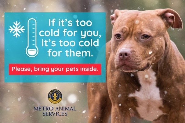 Cold Weather pets
