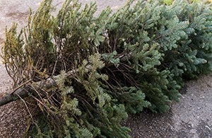 recycle Christmas tree