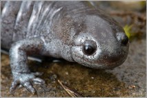 salamander at LNC