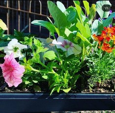 Seeds and Starts Sale plant close up