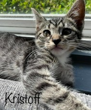 Kristoff the kitten