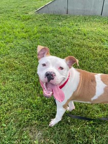 Alaskan Pipeline our dog of the week