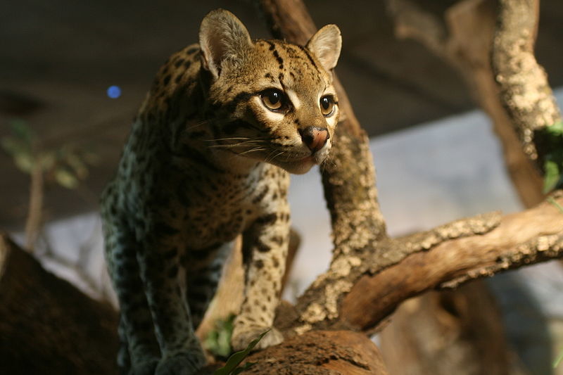 ocelot