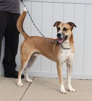 Oliver and Company the dog