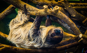Sloth photo