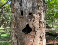 LNC Halloween tree pic