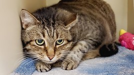 Cookie Tiger the cat