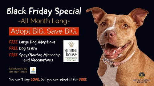 black Friday adoptions