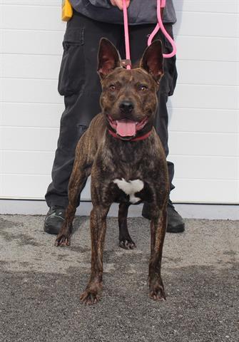 Akando, the dog of the week