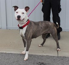 Rosemary the good dog