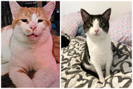 Cats of the week