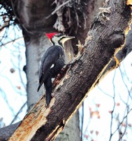 woodpecker