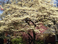 dogwood in Audubon