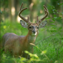Deer photo