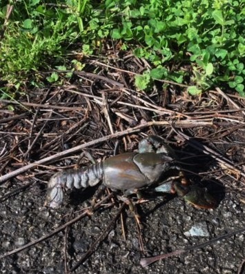 Massive crawdad at Jim King Trail