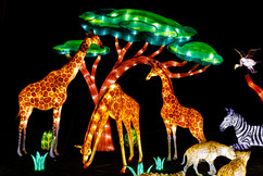 zoo wildlights photo