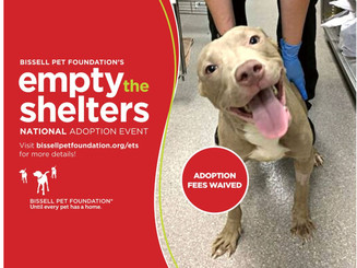 Trainwreck Terry, dog of the week