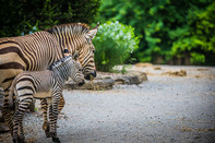 Zebra foal and mom
