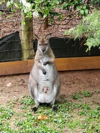 Wallaby and Joey