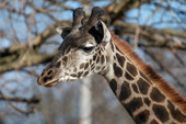 Kianga the giraffe