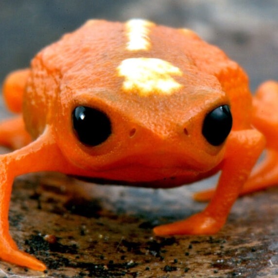 toad