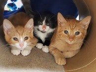 kitten adoptions