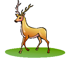 deer