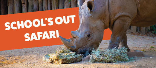 School's Out Safari
