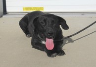 dog of the week cranberry 