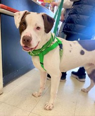 Sweet Sploot the dog