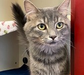 cat of the week grayson 