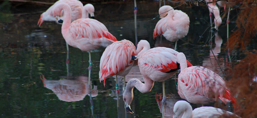 Flamingoes