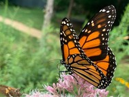 butterfly photo