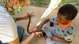 corn snake photo