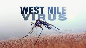 westnile
