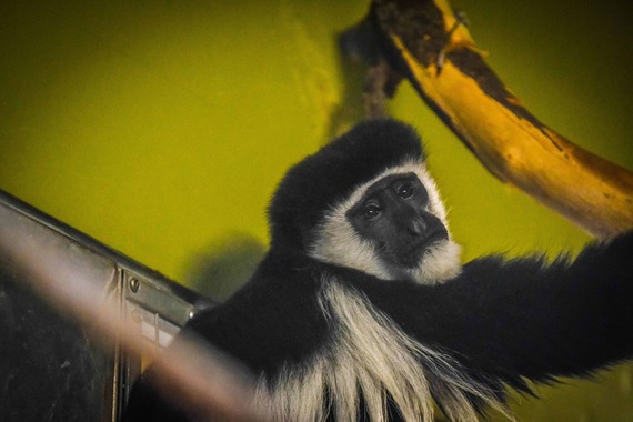 Colobus