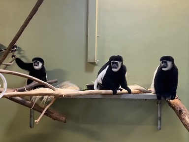 Three colobus monkeys