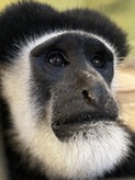colobus monkey photo