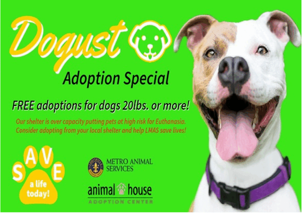 August adoption special at LMAS