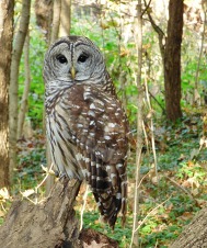 LNC owl