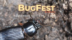 bugedfest