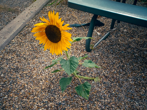 A resilient sunflower