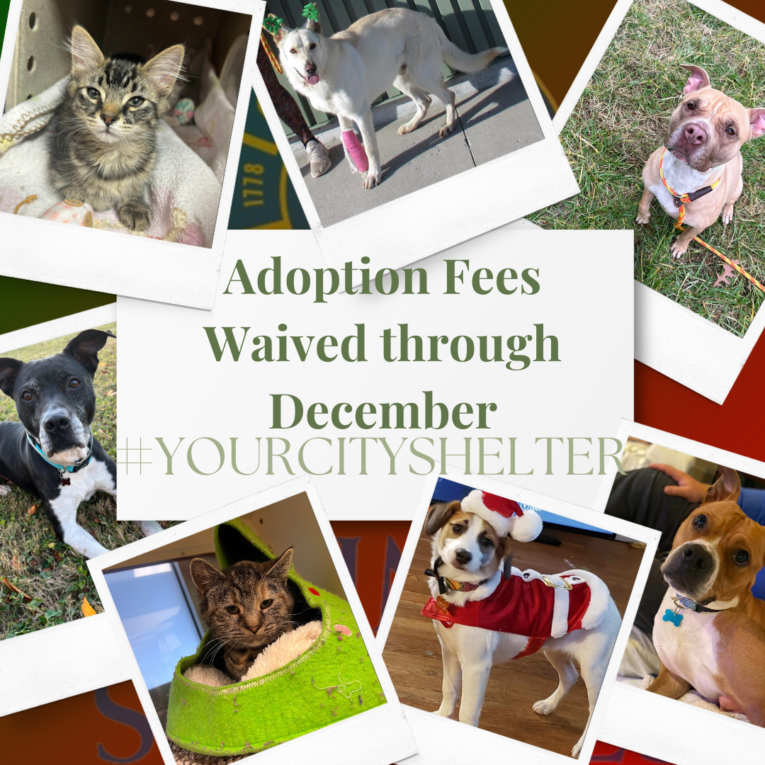 LMAS december adoption fees waived