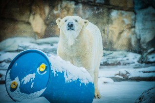 qannik photo provided by Louisville Zoo