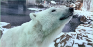 zoo polar bear