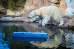 polar bear Bo on his first day on exhibit photo